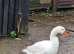 Geese