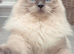Blue point ragdoll female