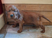 Kc registered Irish Setter puppy