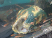 Super red bn plecos