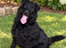 pure patterdale puppies