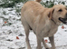 Labrador female