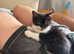 Black and White Fluffy Male Kitten