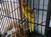 Kakarike Pair