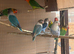 Pairs Lovebirds