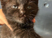 Stunning BSH KITTENS X