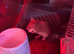 Pygmy dormice For Sale