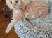 Maine coon kittens available