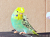 Beautiful young budgies available