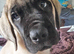 Beautiful mastiff female