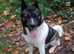 Akita for stud