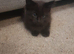 Black female kitten