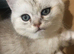 Beautiful British shorthair
