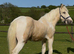 Quality Yearling Colt to make 14.3