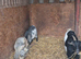 Pygmy Nanny could be pregnant.
