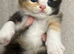 Pets