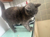 Adult cat