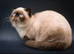 Stud Duties Only - Exotic Shorthair