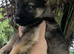 German Shepards/only2 little boys left