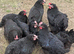 5- black marans pol