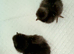 Chicks for sale