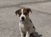 Jack Russell puppies