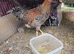 Hen and rooster