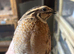 Quail