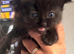 Ragdoll kittens available