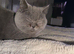 Beautiful Grey Cat &ldquo;Leona&rdquo; with Stunning Amber Eyes &ndash; Looking for a Loving Home