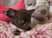 Xx Quality chihuahua longcoat puppies Xx