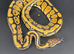 Royal/Ball Pythons available