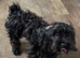 Little mix breed male