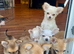 Gorgeous 10 weeks old Chihuahua puppies for sale.