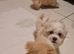 Havanese x Maltese