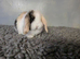 Stunning pure bred minilop babies