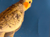 For sale cockatiel