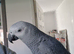 African grey