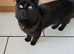 Black boy kitten