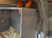 Pair of breeding love birds