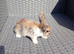 Last baby mini lop cross lionhead!