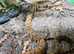 King Phase Hypo False Water Cobra at Birmingham Reptiles
