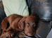 Chocolate cocker spaniel