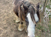Charlie&rsquo;s dream stunning strawberry and blue roan