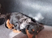 Miniature Dachshund's(reduced)