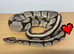 Adult male Royal pythons