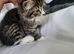 Fluffy mixed female siberian