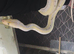 Cow super dwarf retic