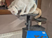 Twin cats for sale