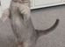 TICA Stunning affectionate Scottish